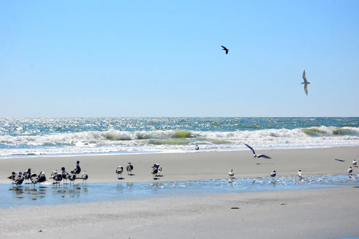 A serene stretch of Atlantic beachfront with gentle waves meeting the sand, dotted with seagulls and bordered by open water and sky. The beach is quiet and inviting, ideal for families to play, swim, or relax.